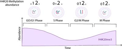 Histone 4 lysine 20 tri-methylation: a key epigenetic regulator in chromatin structure and disease